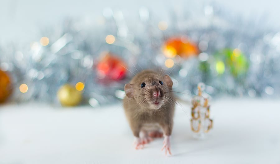 5 Tips For Holiday Pest Proofing
