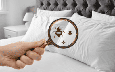 Understanding Bed Bugs: How They Enter Your Home