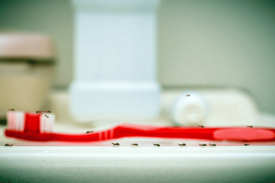 The Importance of Routine Pest Services in Florida