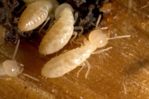 termites in winter