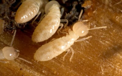 Cold Weather and Termites