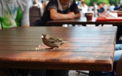 Bird Control Tips for Your Georgia Business