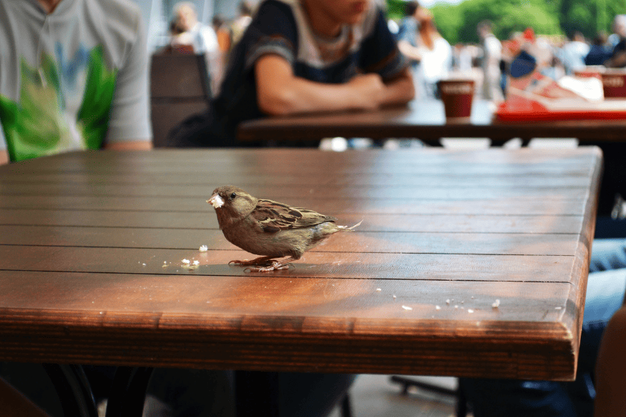 Bird Control Tips for Your Georgia Business