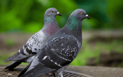 Protecting Your Georgia Business from Nuisance Birds