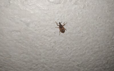 3 Bugs Often Mistaken For Bed Bugs