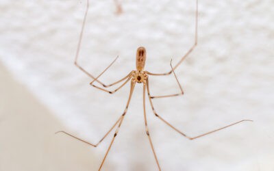 What Attracts Daddy Long Legs?