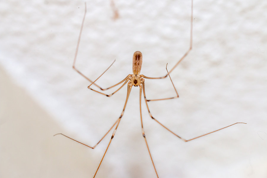 What Attracts Daddy Long Legs? Household Pests