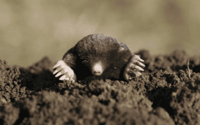 Dealing with A Mole Infestation in Your Georgia Yard