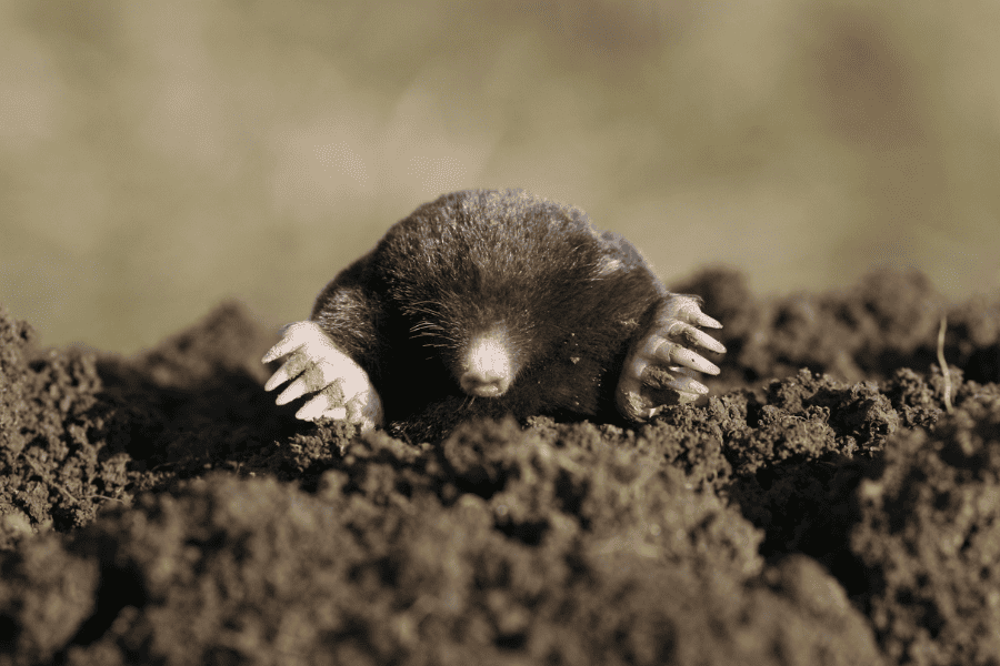 mole infestation