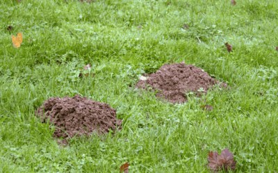 Do I Have Moles in My Yard?