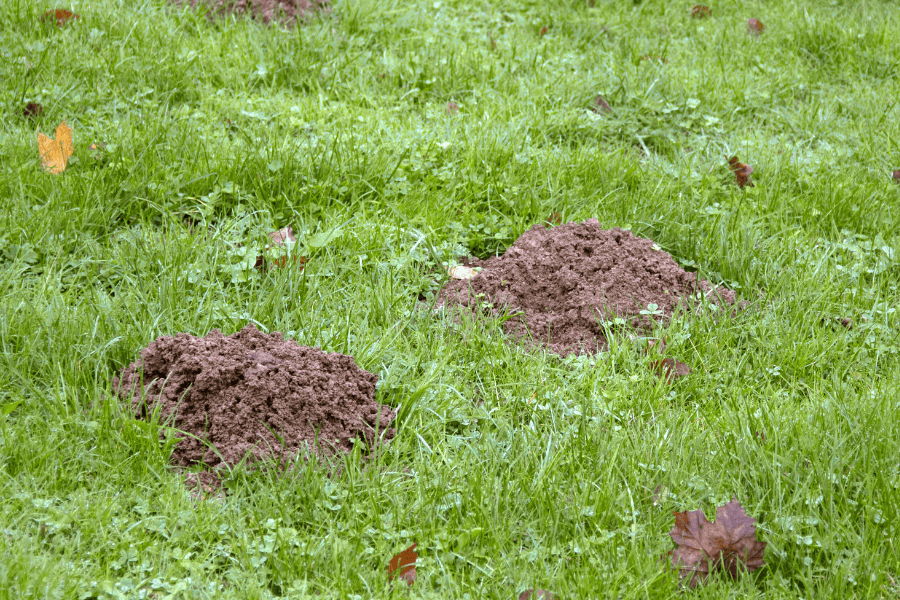 Do I Have Moles in My Yard?