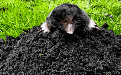 Why Are Moles Invading My Yard?