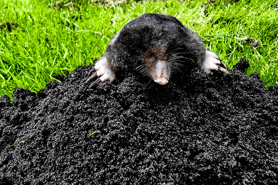 mole prevention