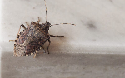 When Do Overwintering Pests Emerge?