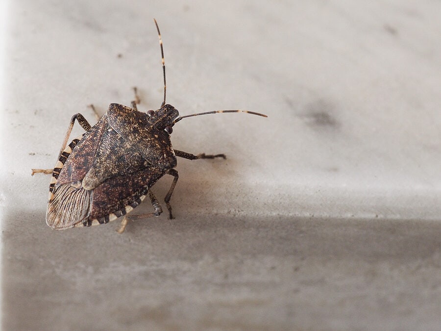 When Do Overwintering Pests Emerge?