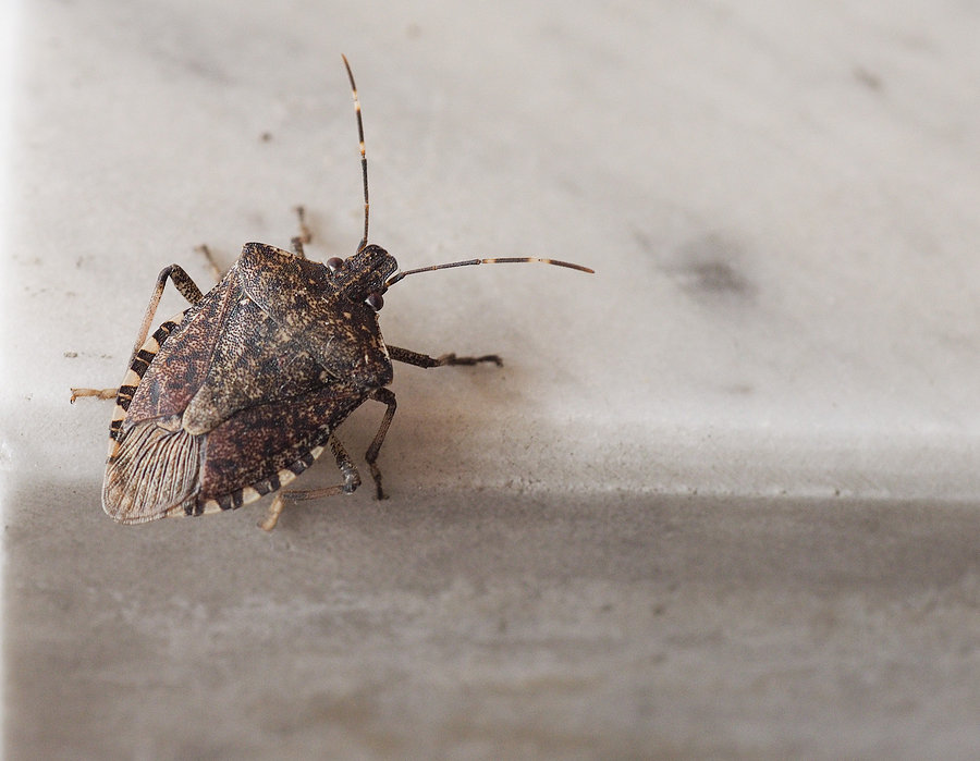 overwintering pests