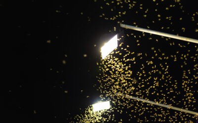 When Do Termites Swarm in Florida?