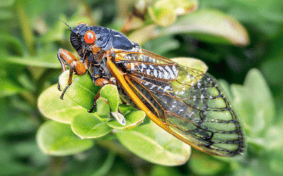 Cicadas: A Dive into Their Habitat and Behavior