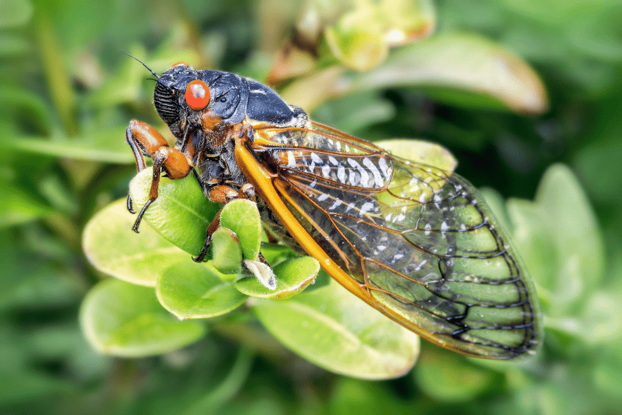 cicadas