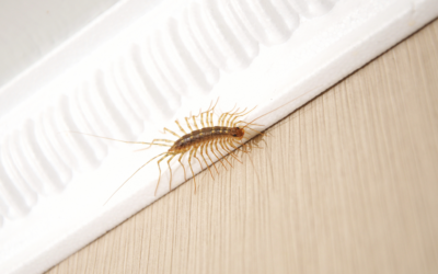 Can Centipedes Bite or Sting?