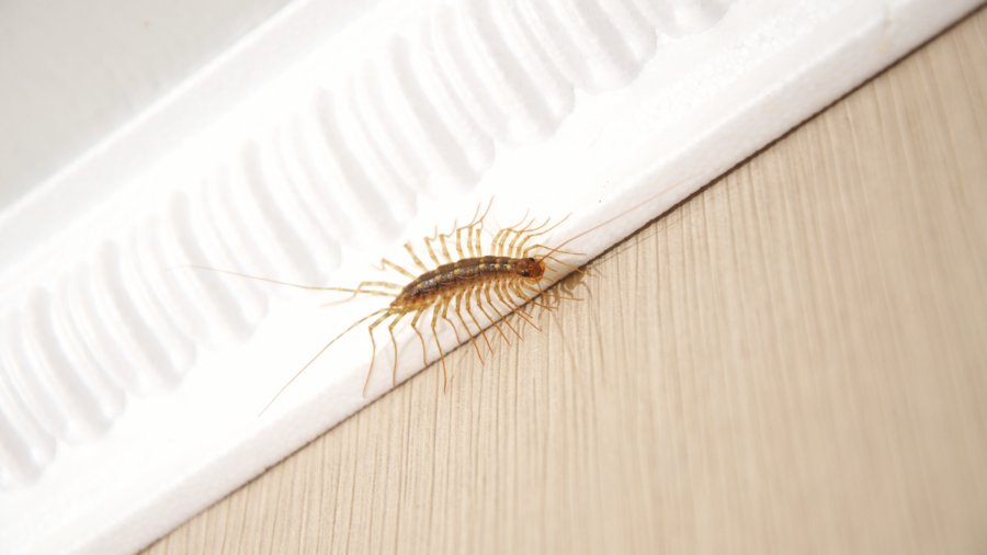 do centipedes bite