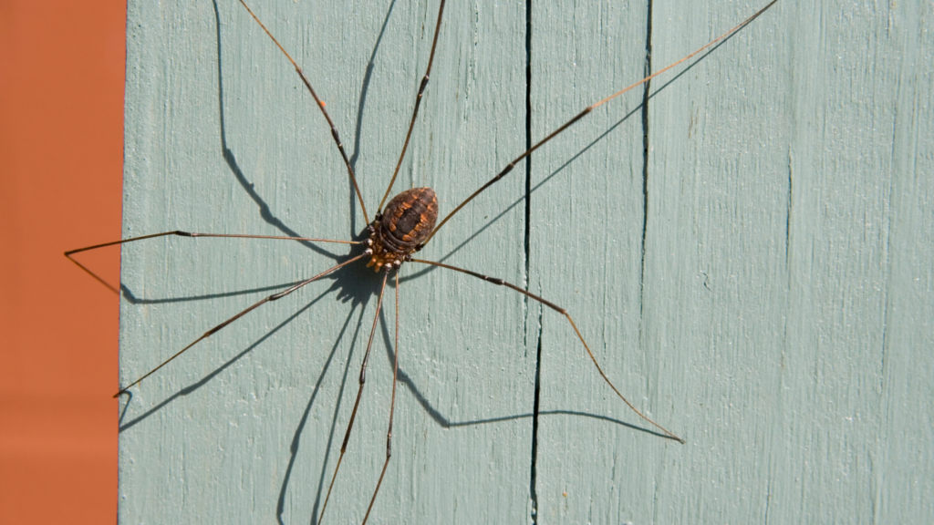 Daddy Long Legs Spider or Fly? Household Pests