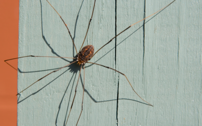 Daddy Long Legs: Spider or Fly?