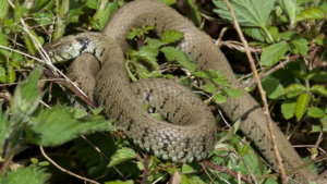 snake season