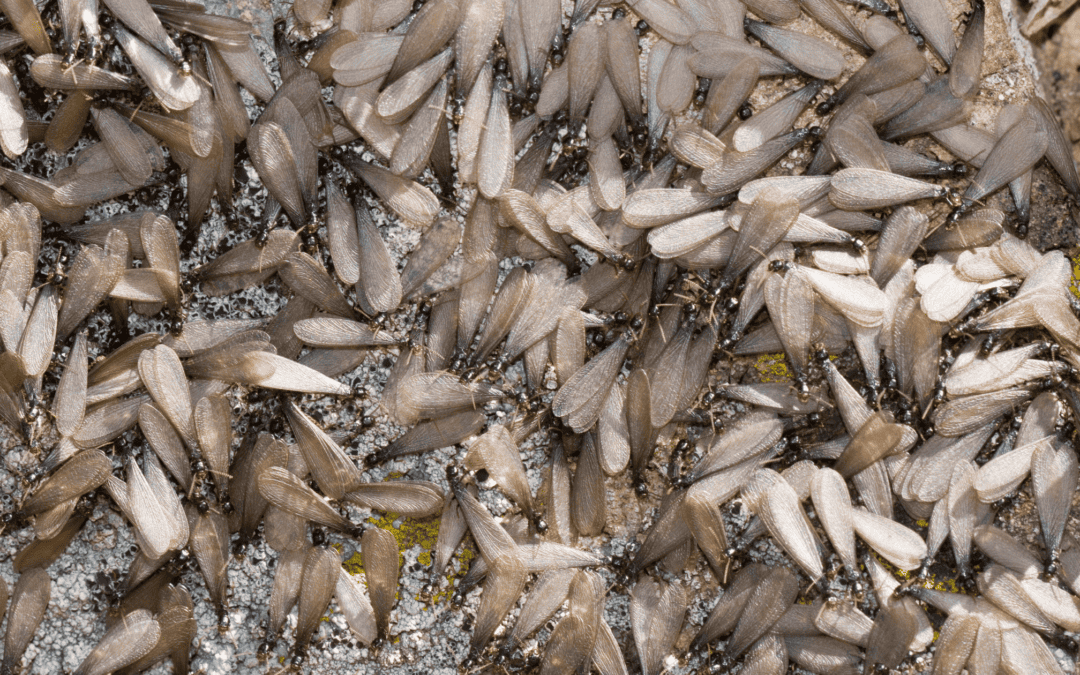 termite swarming season