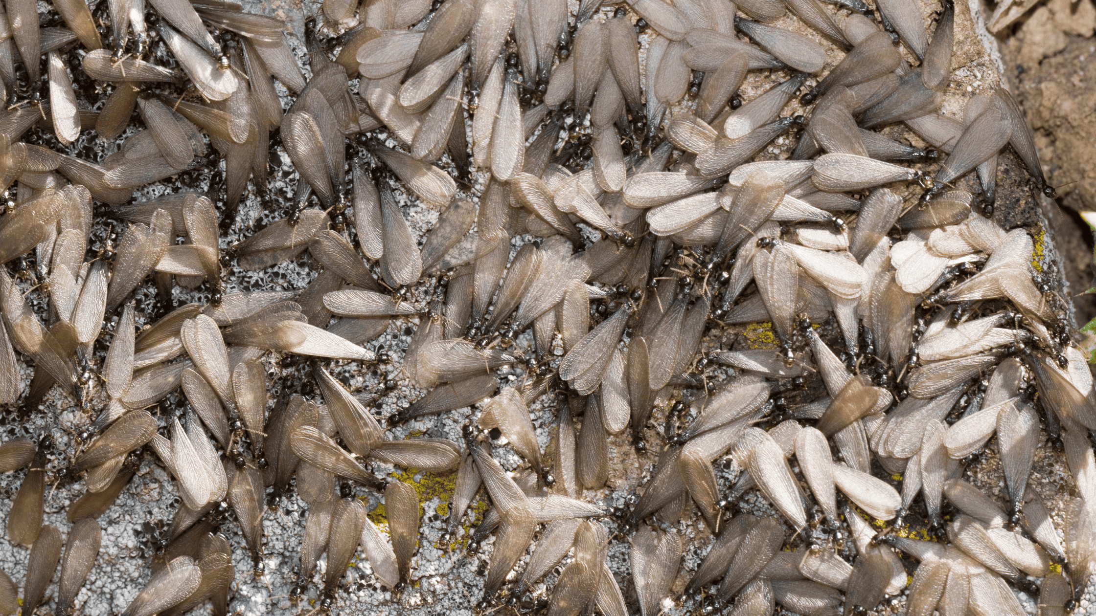 termite swarming season