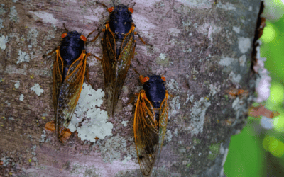 The Emergence of Two Cicada Broods: What to Look Out for in the Southeast