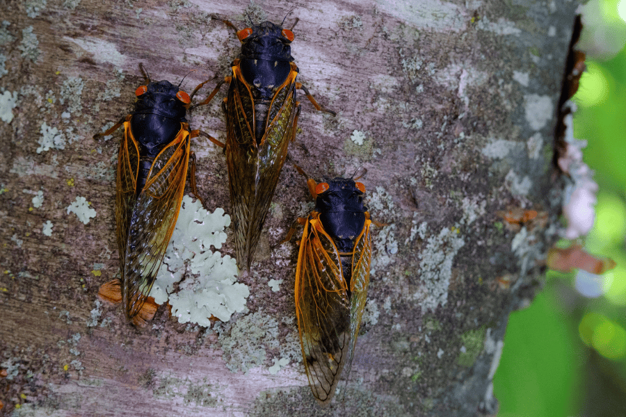 The Emergence of Two Cicada Broods: What to Look Out for in the Southeast