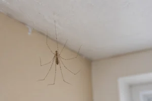 A daddy long legs spider in a ceiling corner with a small tangled web, photographed in a Southeast home basement.