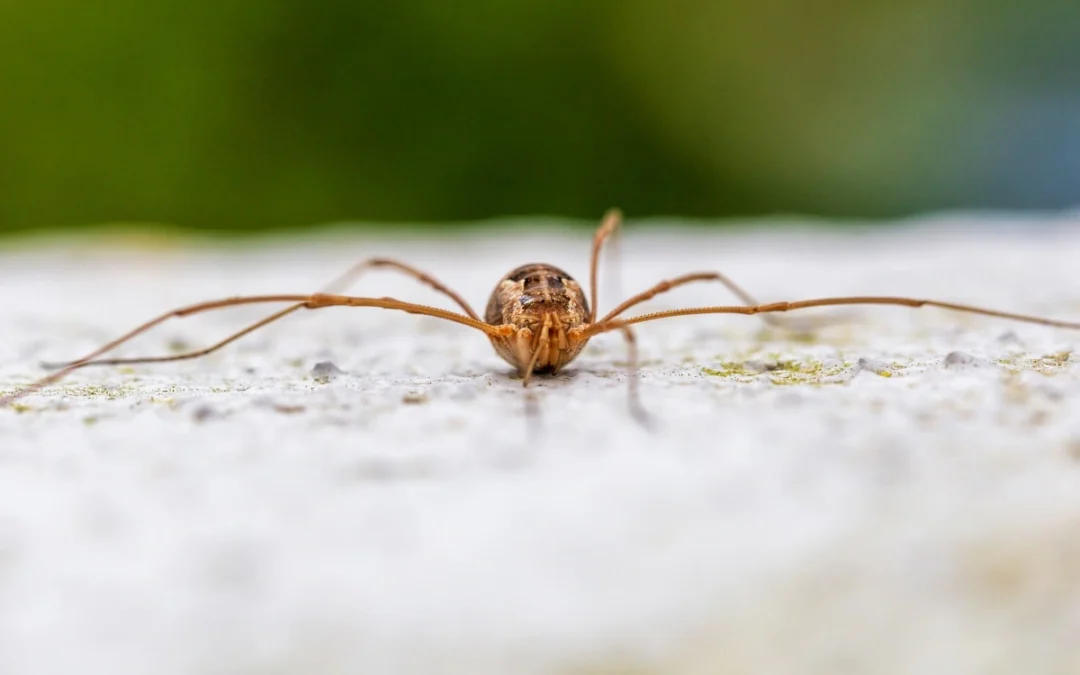 daddy-long-legs-myths-vs-facts | Northwest Exterminating