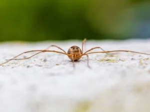 Daddy long legs spider — what it is and common myths explained. A Northwest Exterminating guide for Georgia homeowners.