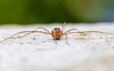 Daddy Long Legs Spider — What It Is & Common Myths Explained
