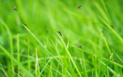 DIY Mosquito Control Tips for Redland Homes
