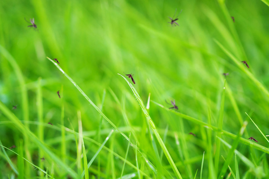 DIY Mosquito Control Tips for Redland Homes