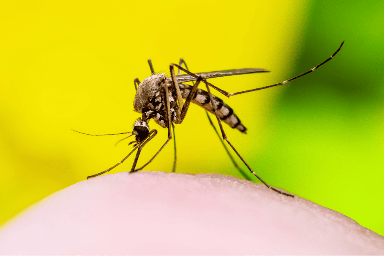 mosquito control alabama