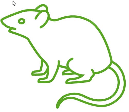 rodent