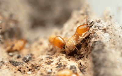 3 Termite Control Options in Lehigh Acres
