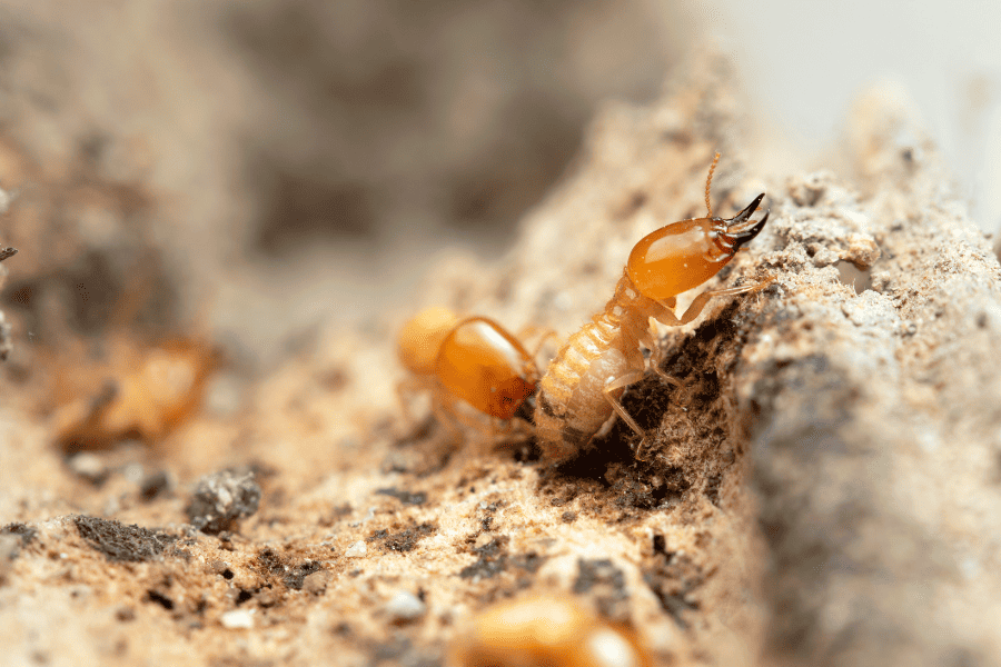 termite control options