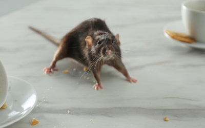 Strategies For Rodent Control