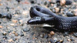 snake removal