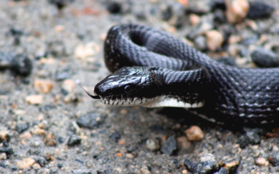 Snake Removal: A Guide to Getting Rid of Snakes