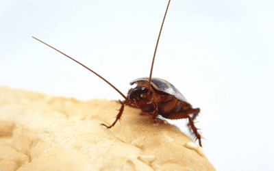 How Can I Stop Roaches in My Florida Home?