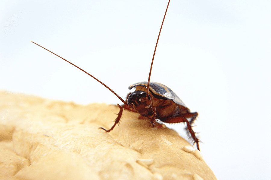 How Can I Stop Roaches in My Florida Home?