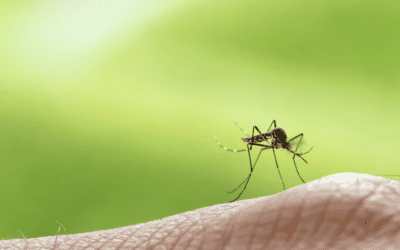 3 Mosquito Prevention Tips for Naples Manor Homes