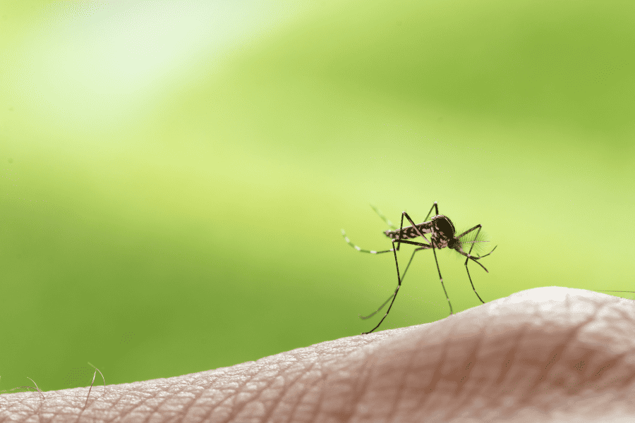 mosquito prevention tips