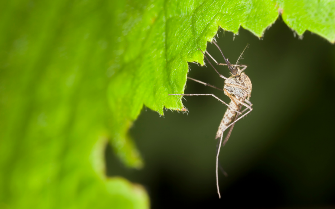 backyard mosquito control